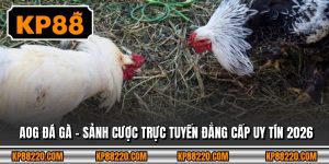 Aog Đá Gà - Sảnh Cược Trực Tuyến Đẳng Cấp Uy Tín 2026