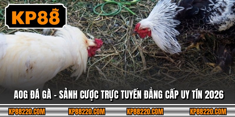 Aog Đá Gà - Sảnh Cược Trực Tuyến Đẳng Cấp Uy Tín 2026