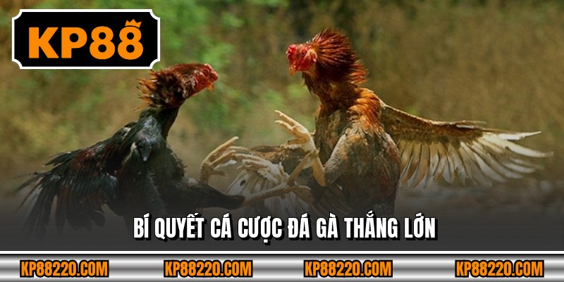 Bí quyết cá cược đá gà thắng lớn