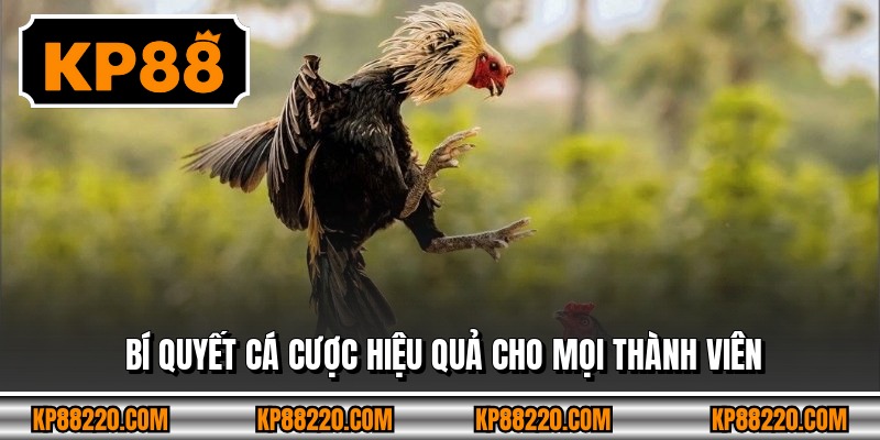 Bí quyết cá cược hiệu quả cho mọi thành viên