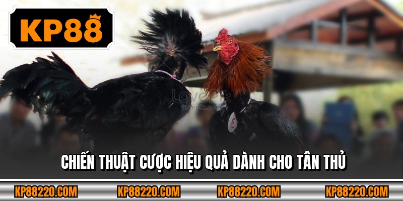 Chiến thuật cược hiệu quả dành cho tân thủ