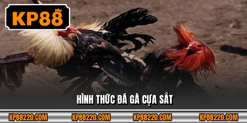 Hình thức Đá gà cựa sắt 