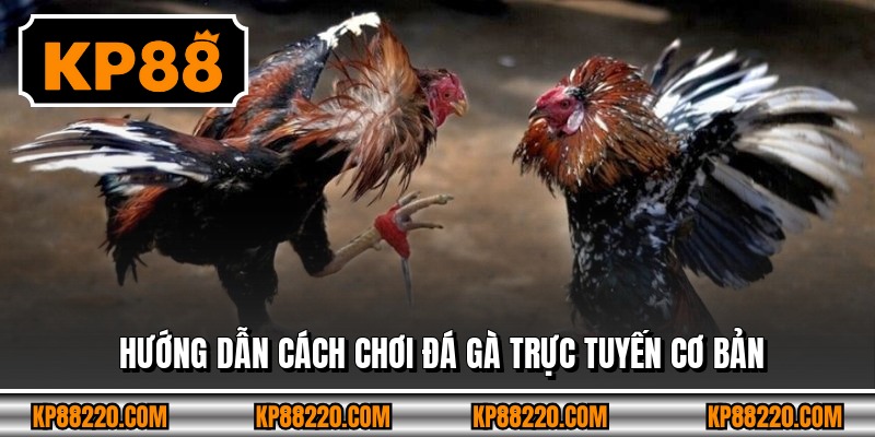 Hướng dẫn cách chơi đá gà trực tuyến cơ bản
