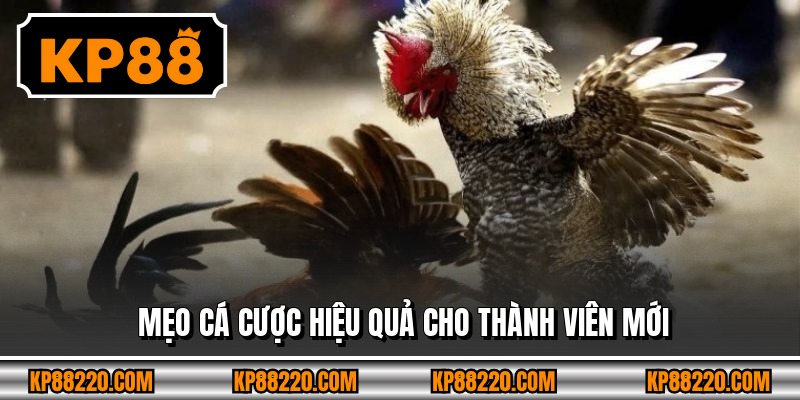 Mẹo cá cược hiệu quả cho thành viên mới