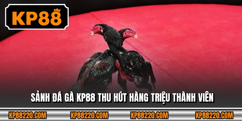 Sảnh đá gà KP88 thu hút hàng triệu thành viên