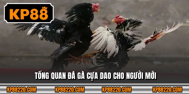 Tổng quan đá gà cựa dao cho người mới