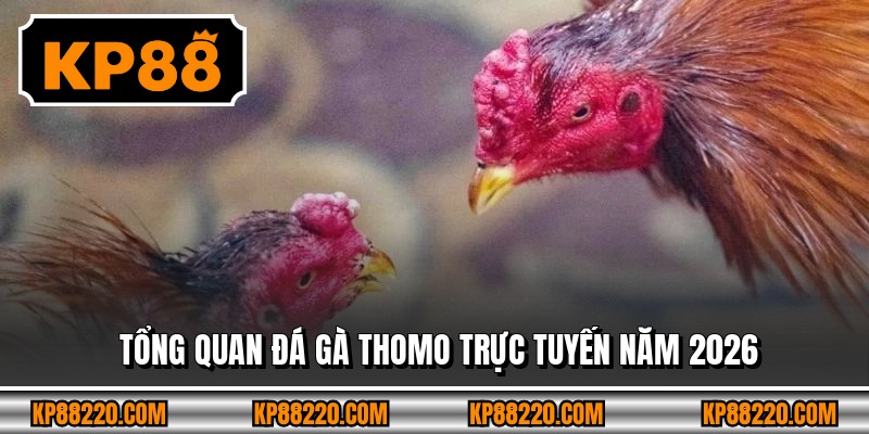 Tổng quan đá gà Thomo trực tuyến năm 2026