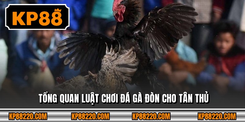 Tổng quan luật chơi đá gà đòn cho tân thủ